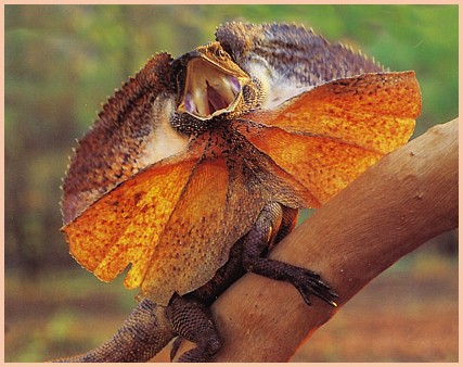 dinosaur that looks like a frilled lizard